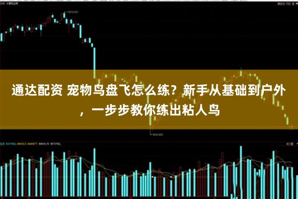 通达配资 宠物鸟盘飞怎么练？新手从基础到户外，一步步教你练出粘人鸟